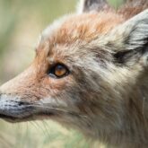 Photo de renard de très près où l'on voit bien son pelage grisé et orangé ainsi que la couleur caractéristique de ses yeux