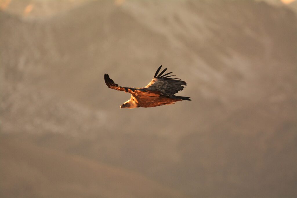 Photo d'un vautour dans les airs dans les Pyrénées observé lors d'un séjour photo