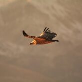 Photo d'un vautour dans les airs dans les Pyrénées observé lors d'un séjour photo