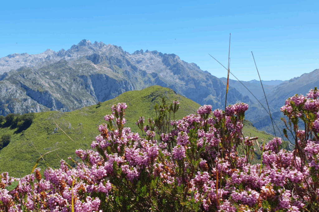 Paysage des Picos de Europa avec en fond des sommets et au premier plan un espace verdoyant avec des fleurs roses