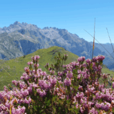 Paysage des Picos de Europa avec en fond des sommets et au premier plan un espace verdoyant avec des fleurs roses