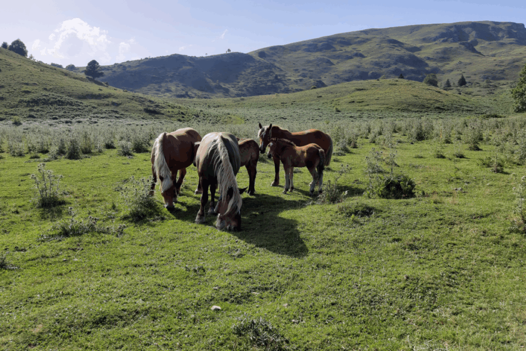 Paysage montagnard avec un groupe de chevaux en liberté