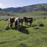 Paysage montagnard avec un groupe de chevaux en liberté