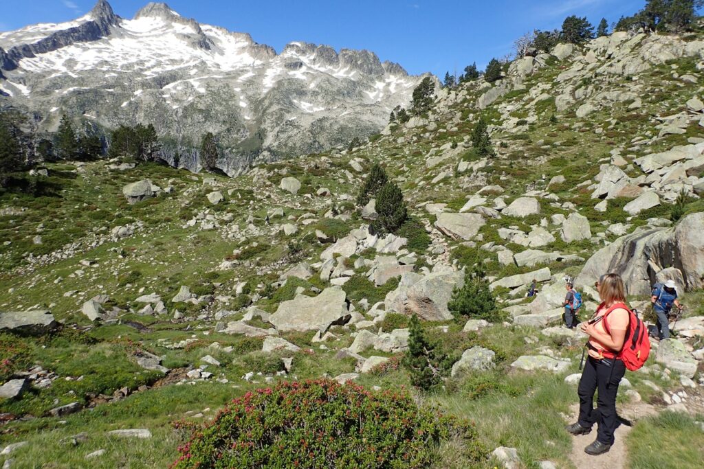 Randonneurs sur un sentier de montagne entouré d'arbres et de végétation, avec un sommet enneigé en fond