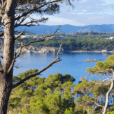Paysage en Catalogne, en Costa Brava avec des arbres au premier plan et la mer en contrebas