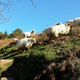 Troupeau de montons dans la montagne sous un soleil d'été