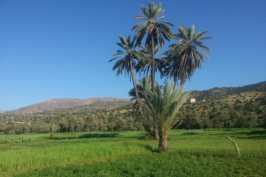 Paysage avec de la végétation au sol et des palmiers au centre de l'image