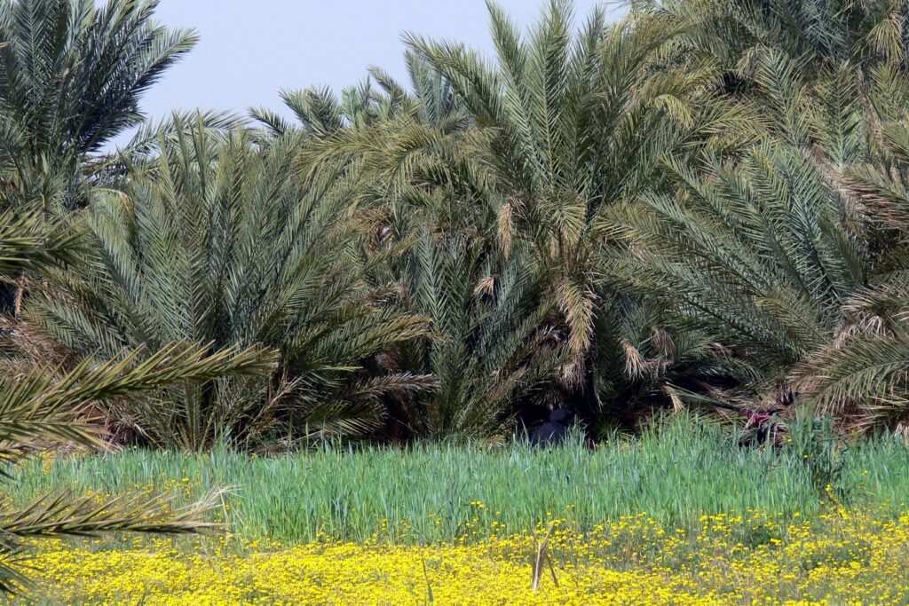 paysage de végétation au Maroc