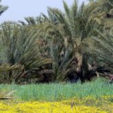 paysage de végétation au Maroc