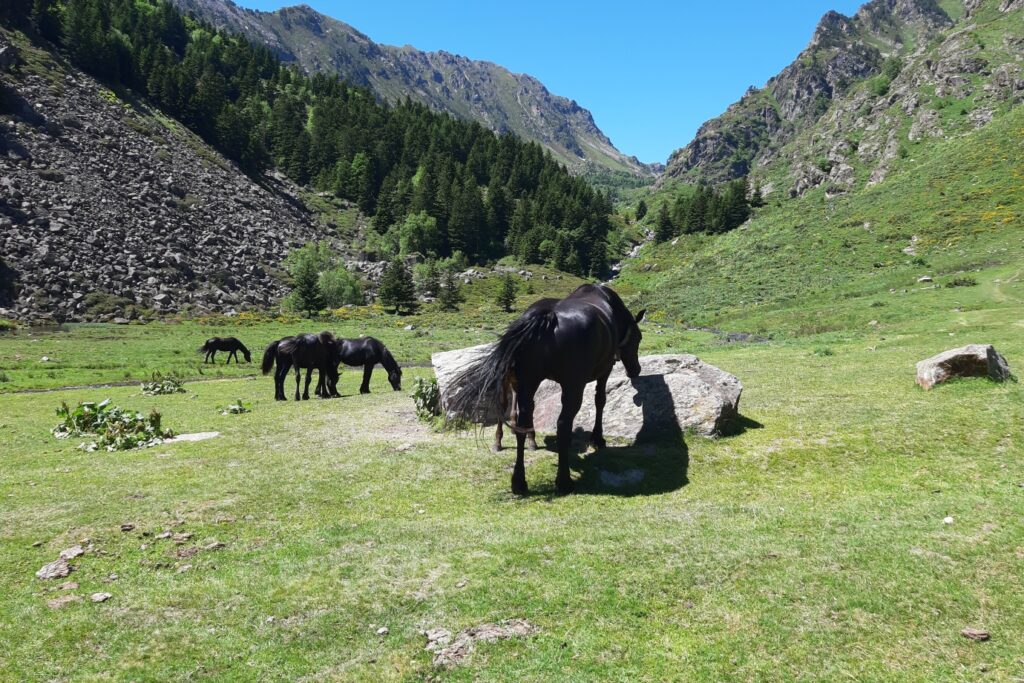 Paysage de montagne observé lors d'une randonnée en Vicdessos avec un guide, rencontre avec des chevaux en liberté