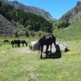 Paysage de montagne observé lors d'une randonnée en Vicdessos avec un guide, rencontre avec des chevaux en liberté