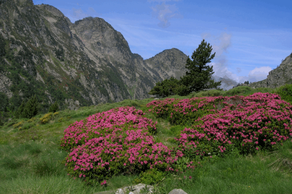 Paysage fleuri au premier plan avec des fleurs roses, et surplombé de montagnes et de sommets.