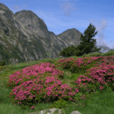 Paysage fleuri au premier plan avec des fleurs roses, et surplombé de montagnes et de sommets.
