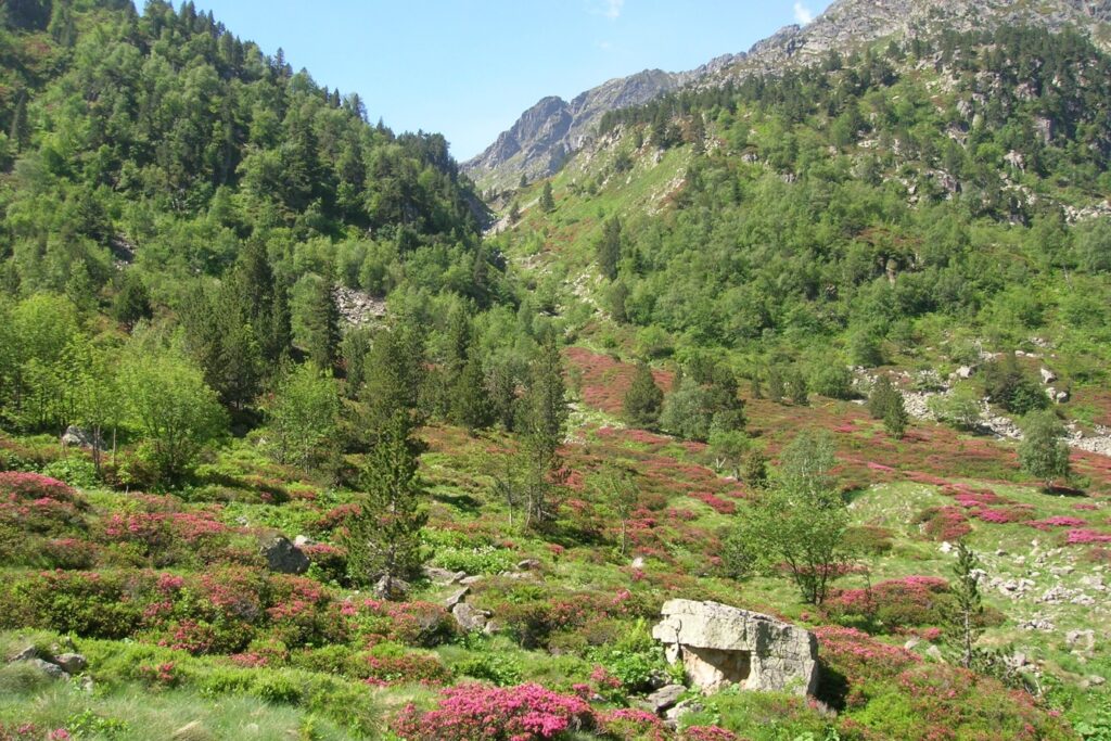 Paysage montagnard estival fleuri et avec des arbres denses