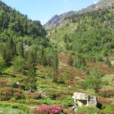 Paysage montagnard estival fleuri et avec des arbres denses