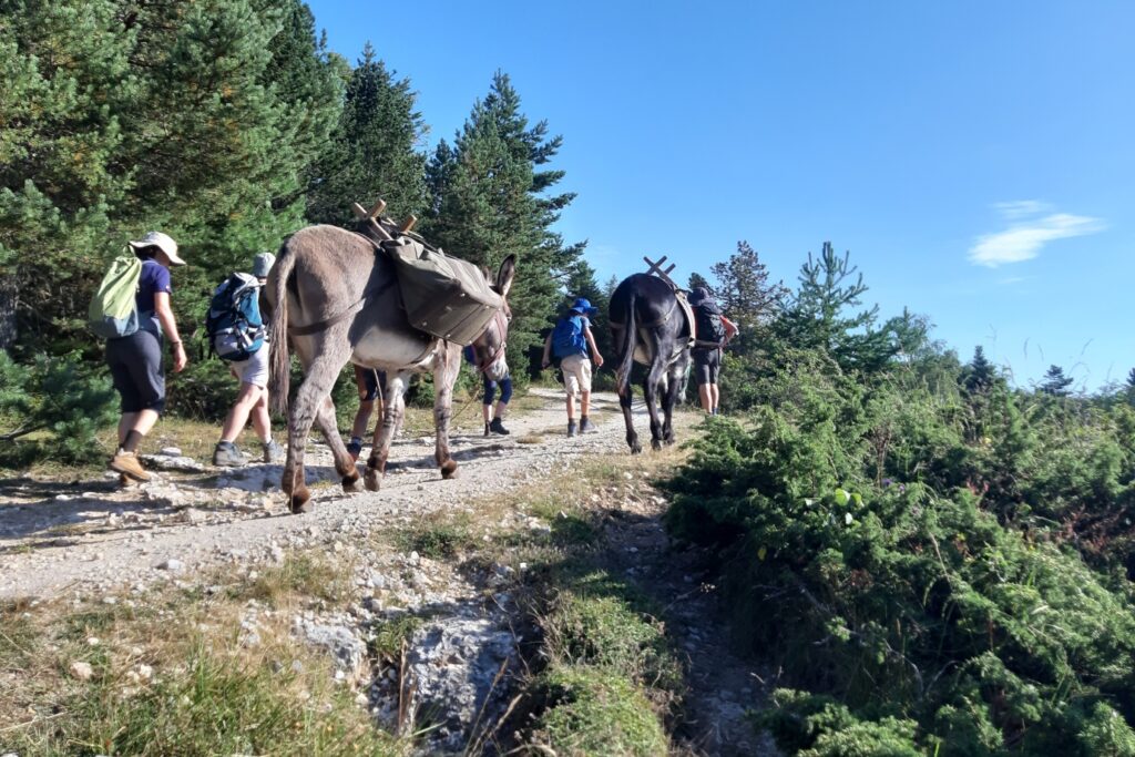 Groupe de famille avec des ânes en train de faire une randonnée facile en Ariège.