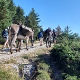 Groupe de famille avec des ânes en train de faire une randonnée facile en Ariège.