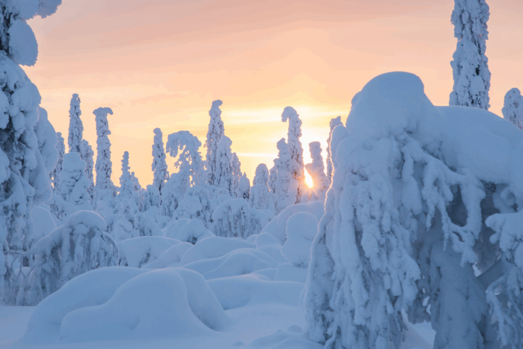 Paysage en Laponie au coucher du soleil avec la lumière qui passe entre les arbres recouverts de neige