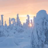 Paysage en Laponie au coucher du soleil avec la lumière qui passe entre les arbres recouverts de neige