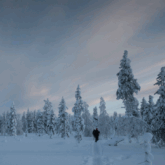 Paysage en Laponie avec des arbres et une forêt couverte de neige, ainsi qu'une grande plaine traversée par un randonneur