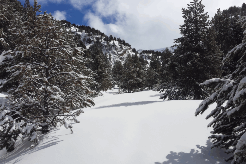 Paysage hivernal de montagne avec de la neige et des arbres recouverts de neige.
