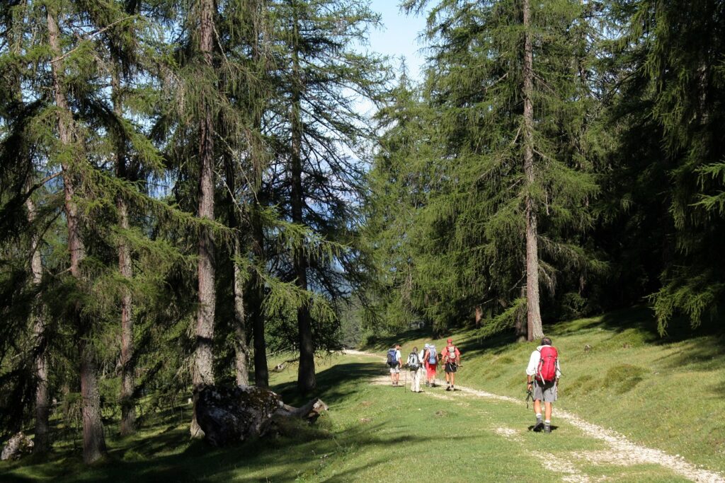 Groupe de randonneurs dans le massif des Dolomites, sur un sentier à travers la forêt