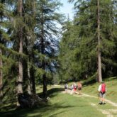 Groupe de randonneurs dans le massif des Dolomites, sur un sentier à travers la forêt