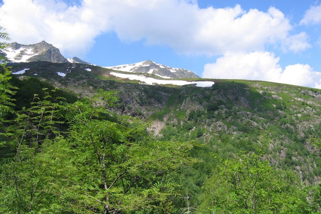 Paysage de montagne avec en fond un sommet enneigé et devant des arbres verdoyants