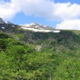 Paysage de montagne avec en fond un sommet enneigé et devant des arbres verdoyants