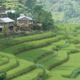Balcons des Annapurnas avec l'herbe verte et des petites maisons construites sur le bord d'une étendue verte