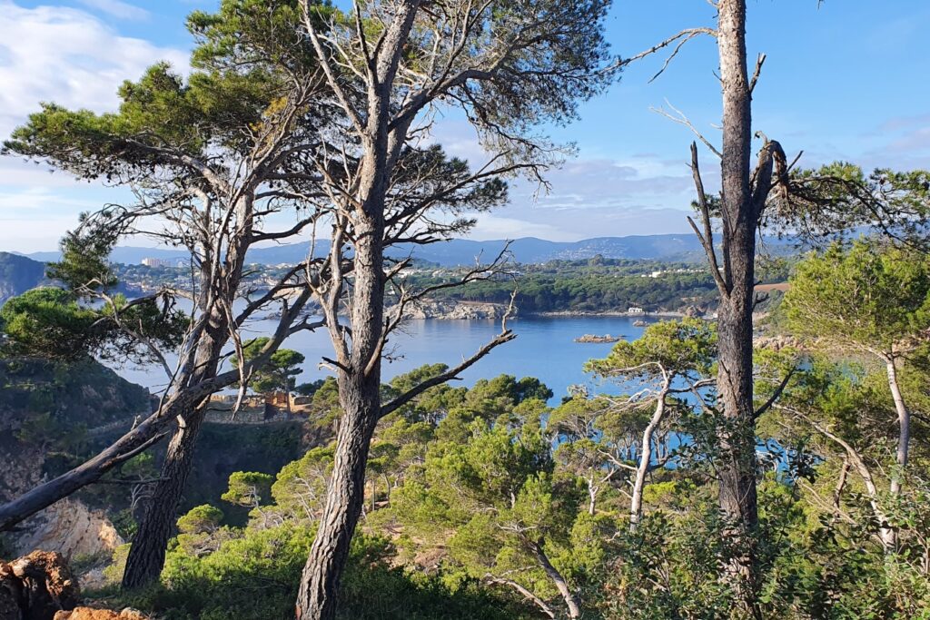 Paysage avec au premier plan des arbres typiques des côtes et on aperçoit également la mer un peu plus loin.