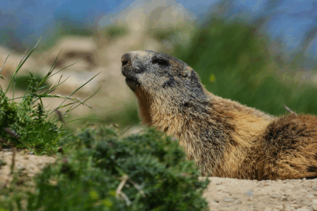 Paysage montagnard avec une marmotte dans son habitat naturel
