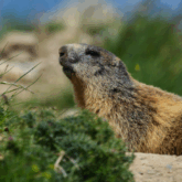 Paysage montagnard avec une marmotte dans son habitat naturel