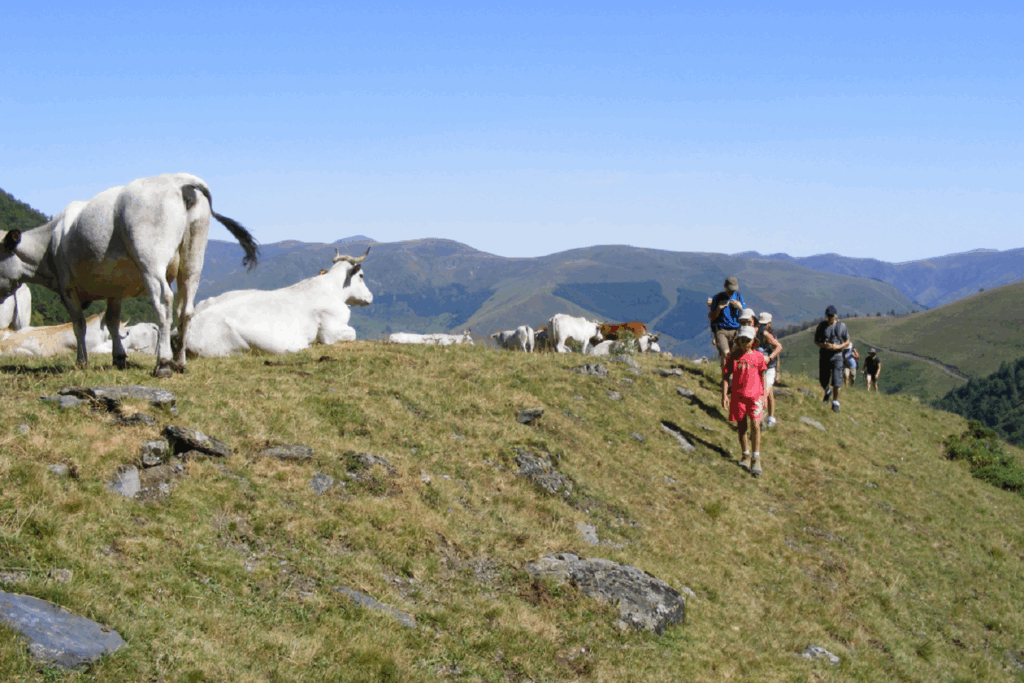 Groupe de randonneurs en famille en montagne passant à côté d'un troupeau