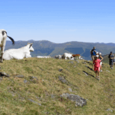 Groupe de randonneurs en famille en montagne passant à côté d'un troupeau