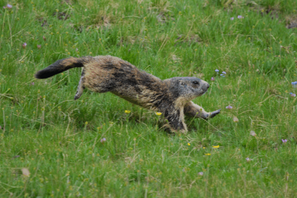 Marmotte qui court sur un flanc de montagne