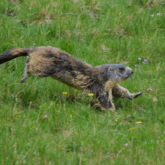 Marmotte qui court sur un flanc de montagne