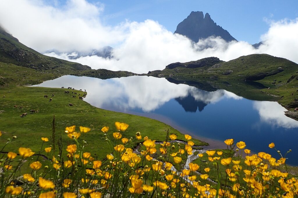 Paysage de montagne avec sur le premier plan des fleurs jaunes et à l'arrière-plan des sommets divers, avec au pied de ces derniers un lac de montagne