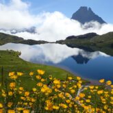Paysage de montagne avec sur le premier plan des fleurs jaunes et à l'arrière-plan des sommets divers, avec au pied de ces derniers un lac de montagne