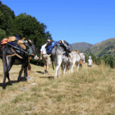 Paysage de montagne avec des ânes qui font une randonnée