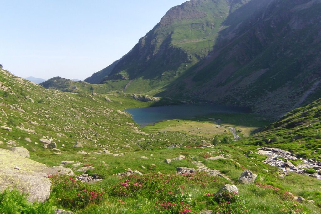 Paysage montagnard avec un lac en contrebas et des fleurs sauvages