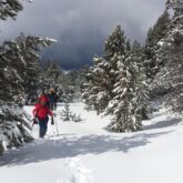 Groupe de marcheurs qui avancent dans la forêt enneigée en raquettes.