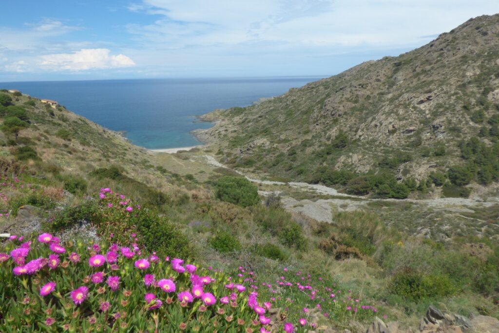 Paysage montagnard avec en premier plan des fleurs roses et au plus loin la mer