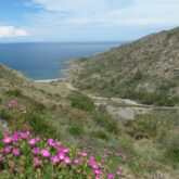 Paysage montagnard avec en premier plan des fleurs roses et au plus loin la mer