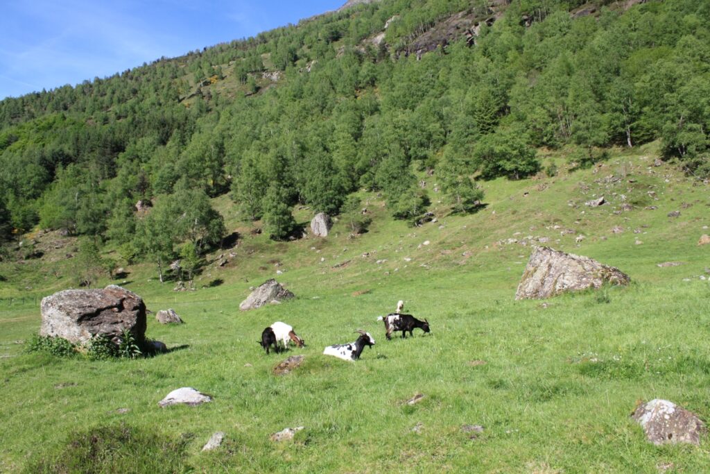 Paysage en été d'une plaine avec des chèvres en Arriège