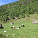 Paysage en été d'une plaine avec des chèvres en Arriège