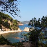 Paysage côtier avec la mer en fond et au premier plan des arbres