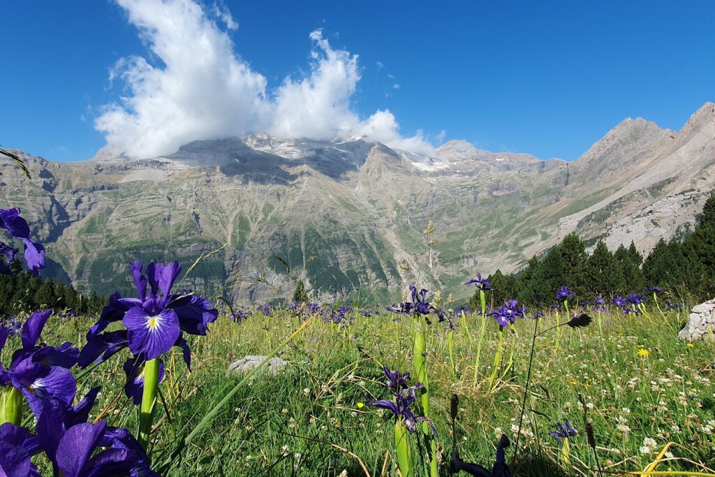 Paysage de montagne avec en fond des sommets et au premier plan une pleine avec des fleurs