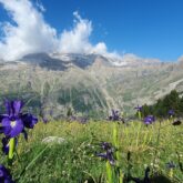 Paysage de montagne avec en fond des sommets et au premier plan une pleine avec des fleurs
