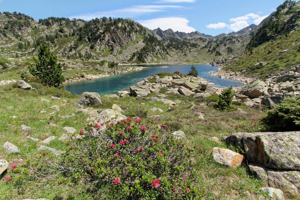Paysage de montagne avec un lac en fond, des sommets et des fleurs au premier plan